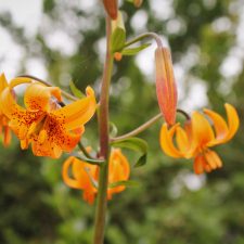 Tiger LIly on Trinidad Head Lighthouse trail