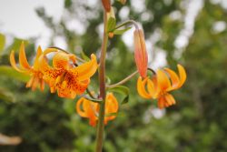 Tiger LIly on Trinidad Head Lighthouse trail