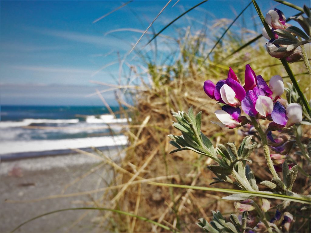 Flowers at Beach at Pacific Reef Hotel Gold Beach Southern Oregon Coast 3