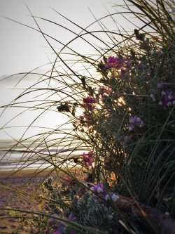Flowers at Beach at Pacific Reef Hotel Gold Beach Southern Oregon Coast 1