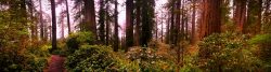 Ladybird Johnson Grove Trail Redwood National Park 2traveldads