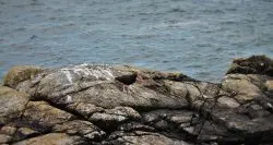 Oyster Catcher bird on rocks at Battery Point Lighthouse Crescent City 1