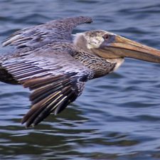 Pelican flying 1
