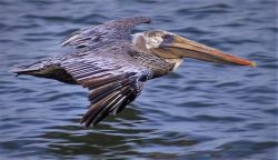 Pelican flying 1
