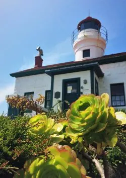 Succulents at Battery Point Lighthouse Crescent City 2