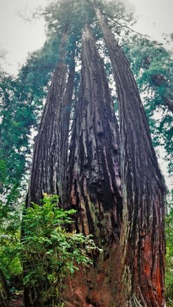 Towering Redwood trees in Redwood National Park 2traveldads.com