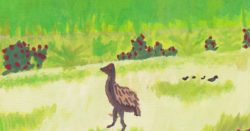 Watercolor of Emu en Deiva Marina by Rob Taylor