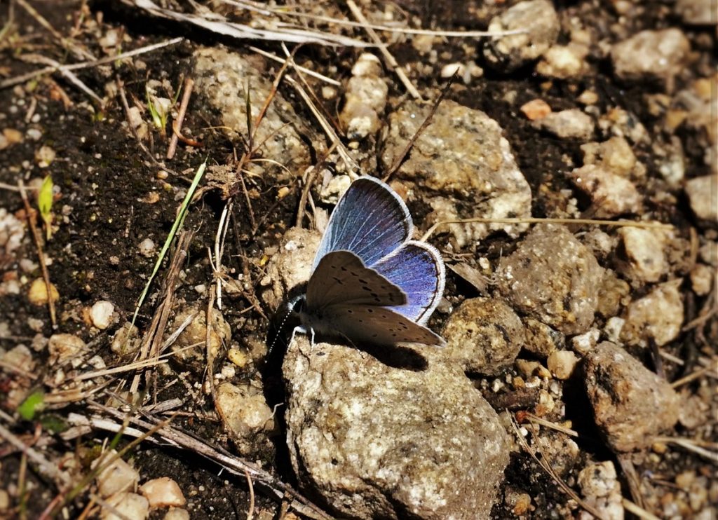 Blue Butterfly at Hetch Hetchy Yosemite National Park 1 2TravelDads