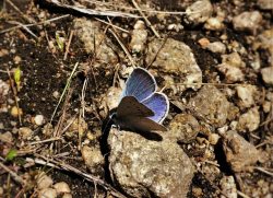 Blue Butterfly at Hetch Hetchy Yosemite National Park 1