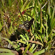 Butterfly-at-Hetch-Hetchy-Yosemite-National-Park-1-225x225.jpg