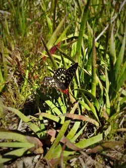 Butterfly at Hetch Hetchy Yosemite National Park 1