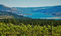 Columbia River Gorge Vineyard with Hood River beyond 2