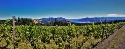 Columbia River Gorge Vineyard with Hood River beyond pano 1