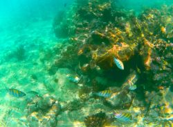 Tropical Reef and Fish Snorkeling in Akumal 1