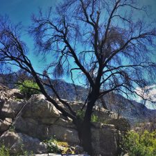 Dead black oak at Hetch Hetchy Yosemite National Park 1
