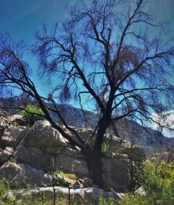 Dead black oak at Hetch Hetchy Yosemite National Park 1