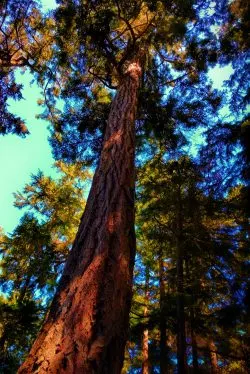 Forest at Deception Pass State Park Whidbey Island 1