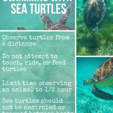 Guidelines-for-swimming-with-sea-turtles-pin-1-225x225.jpg