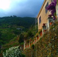 Hillside vineyard in Manarola Cinque Terre Italy 1e