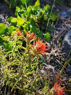 Indian Paintbrush blooming at Hetch Hetchy Yosemite National Park 1