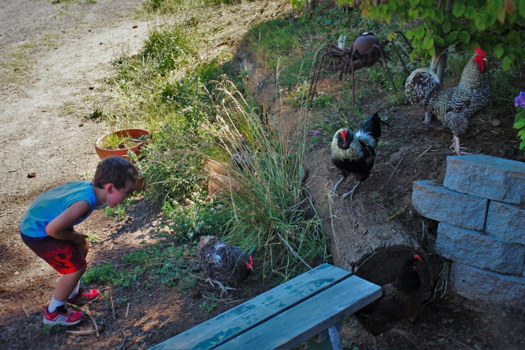 LittleMan and Chickens at AniChe Cellars Underwood Columbia River Gorge 2