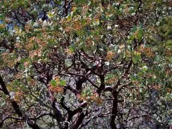 Manzanitas at Hetch Hetchy (1)