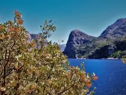 Manzanitas at Hetch Hetchy