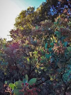 Manzanitas at Hetch Hetchy Yosemite National Park 2