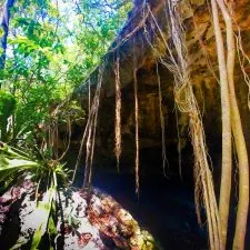 Roots growing over Mouth of Cenotes Dos Ojos Playa del Carmen Mexico
