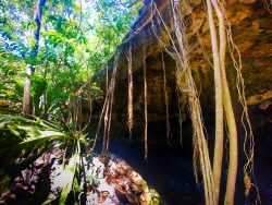 Roots growing over Mouth of Cenotes Dos Ojos Playa del Carmen Mexico