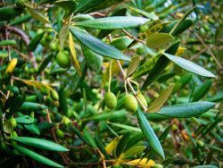 Olives in Olive Grove Cinque Terre Italy 1e