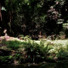 Redwood-trees-Muir-Woods-National-Monument-2-225x225.jpg