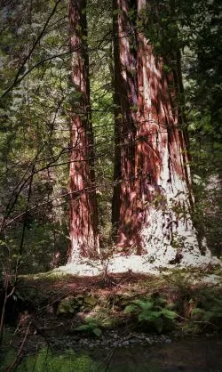 Redwood trees Muir Woods National Monument