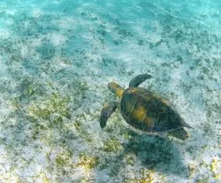 Swimming with Sea Turtles in Akumal 1