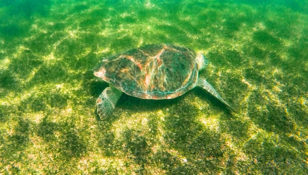 Sea-Turtle-in-Akumal-Mexico-2e-RT-1-e1546297837743.jpg