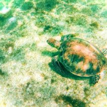 Swimming with Sea Turtles in Akumal 3