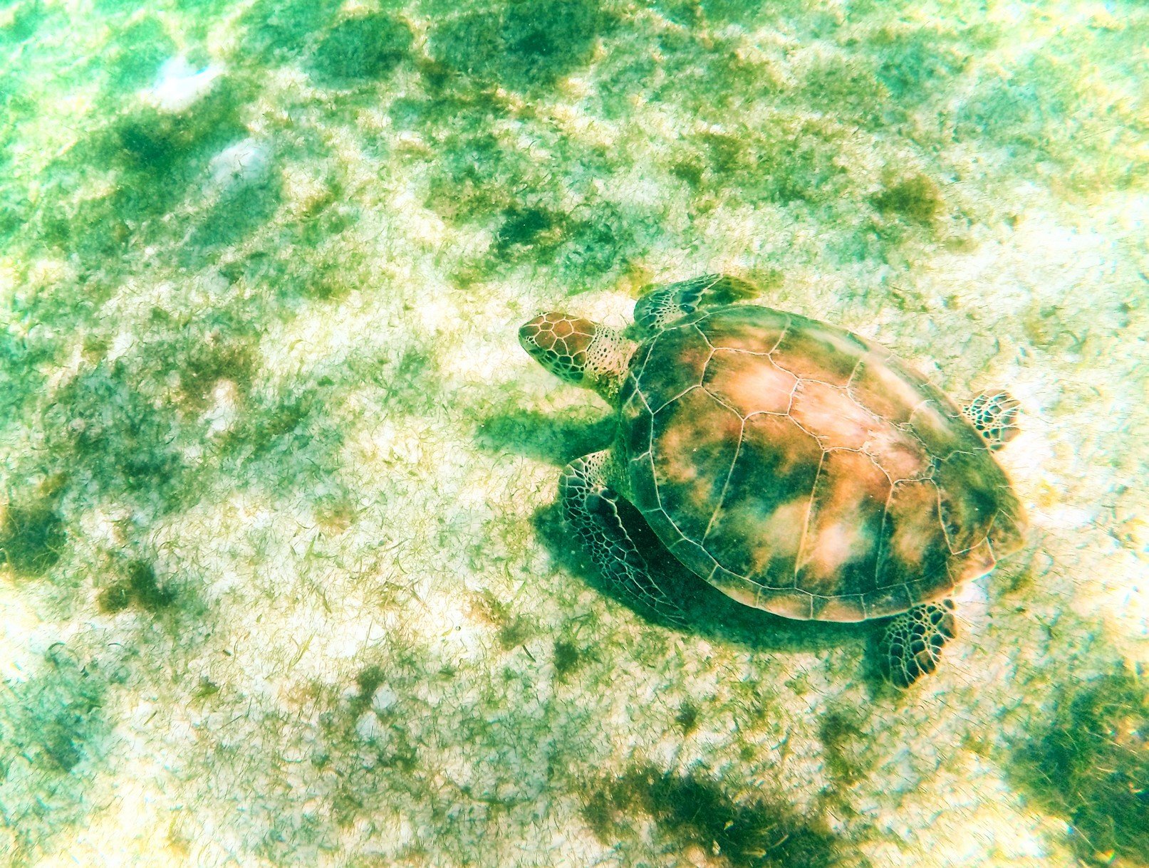 Sea-Turtle-in-Akumal-Mexico-3e-RT.jpg