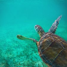 Sea-Turtle-in-Akumal-Mexico-5e-RT-225x225.jpg