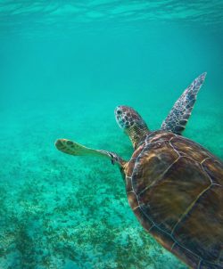 Swimming with Sea Turtles in Akumal 5