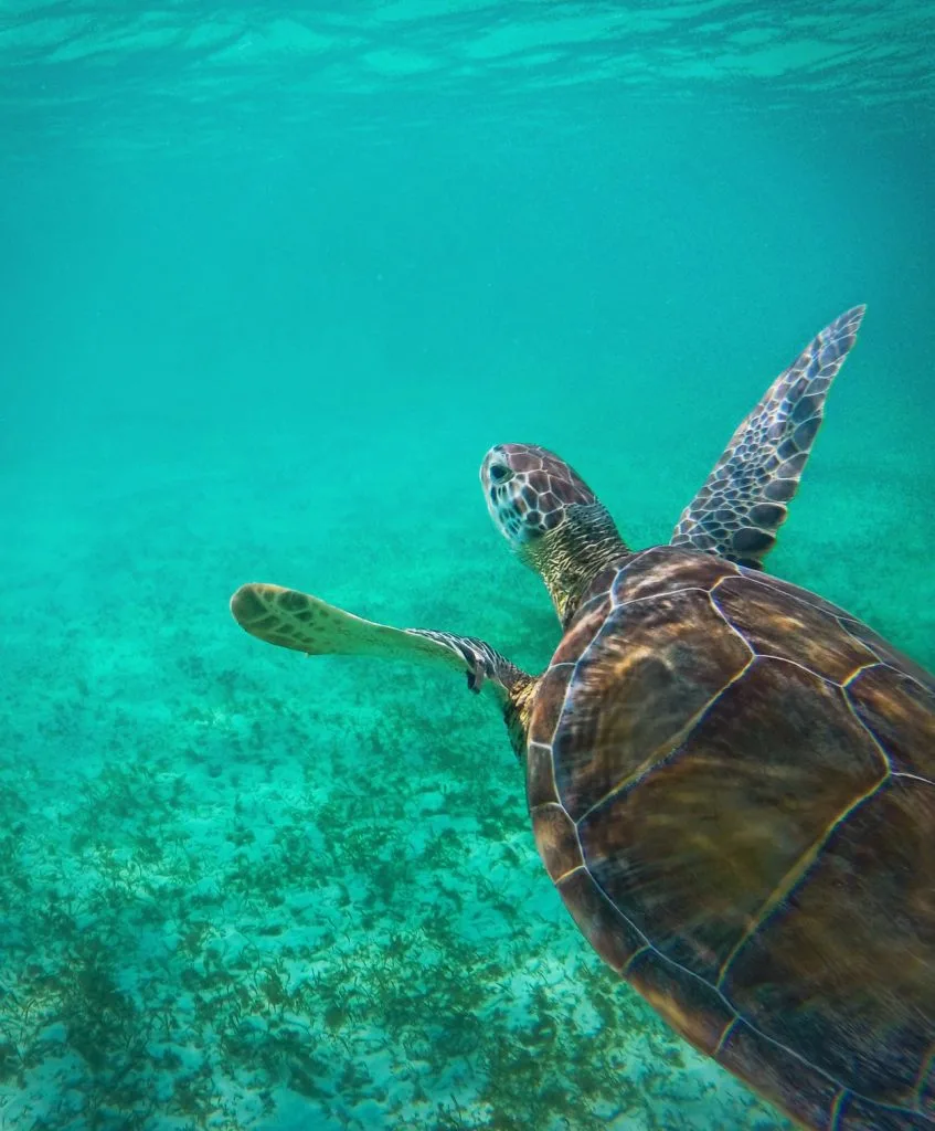 Swimming with Sea Turtles in Akumal 5