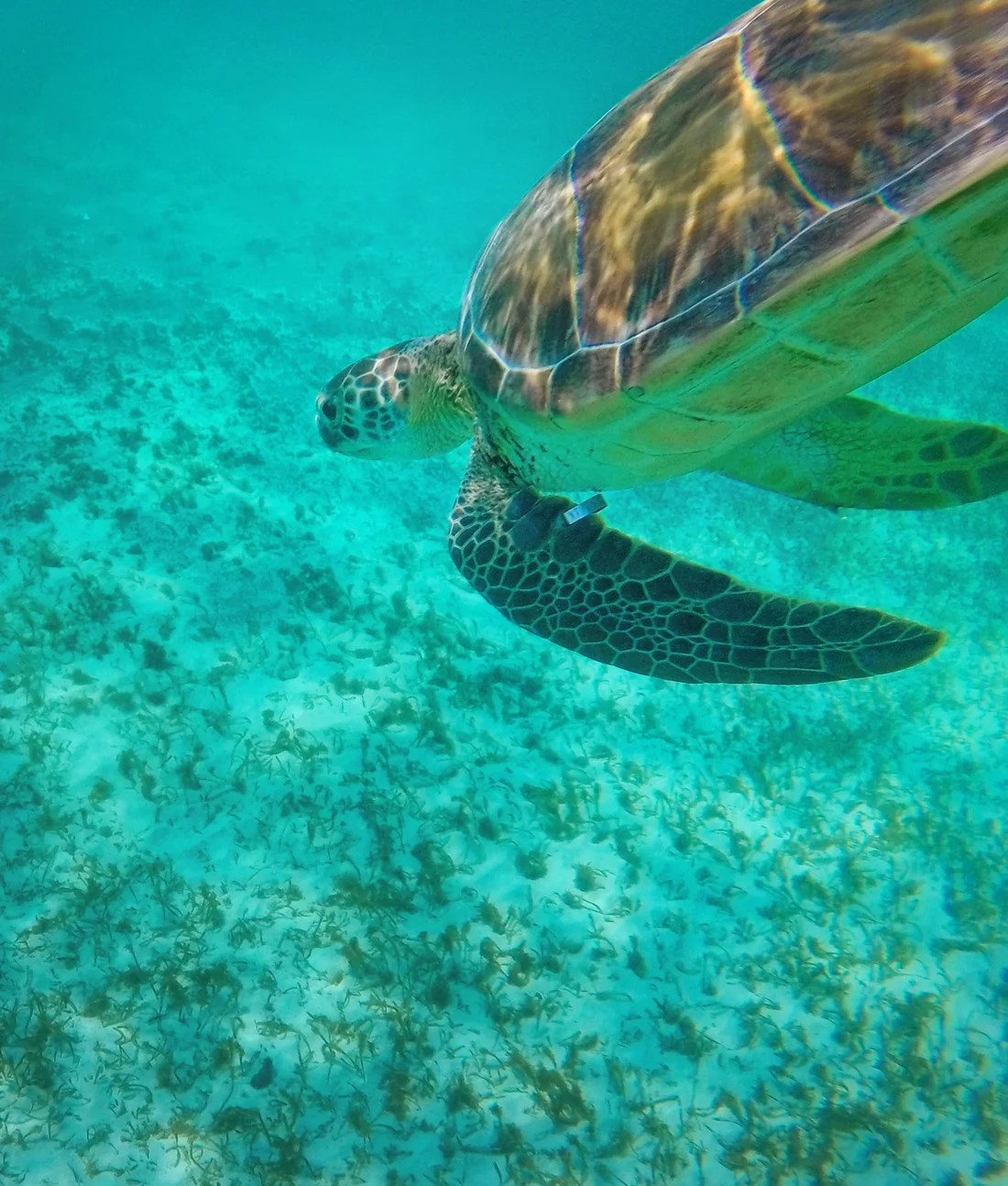 Swimming with Sea Turtles in Akumal 6