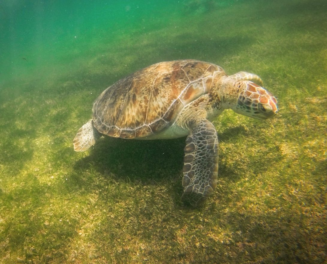 Swimming with Sea Turtles in Akumal, Yucatan, Mexico