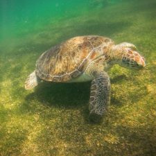 Sea-Turtle-in-Akumal-Mexico-8e-RT-225x225.jpg