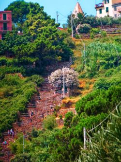 Staircase at Corniglia Cinque Terre Italy 1e