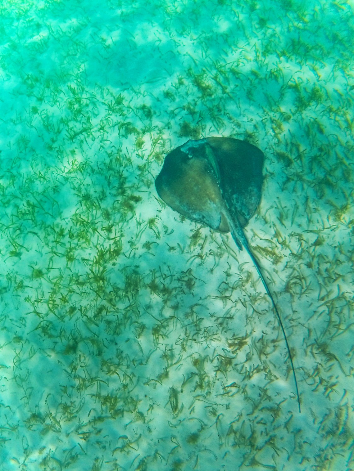 Snorkeling with Sting Ray in Akumal 2