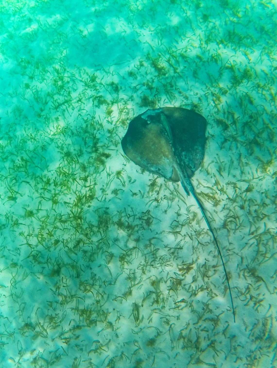 Snorkeling with Sting Ray in Akumal 2