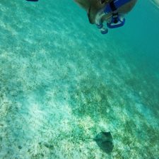 Snorkeling with Sting Ray in Akumal 3
