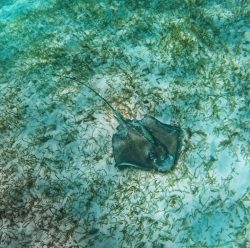 Snorkeling with Sting Ray in Akumal 4