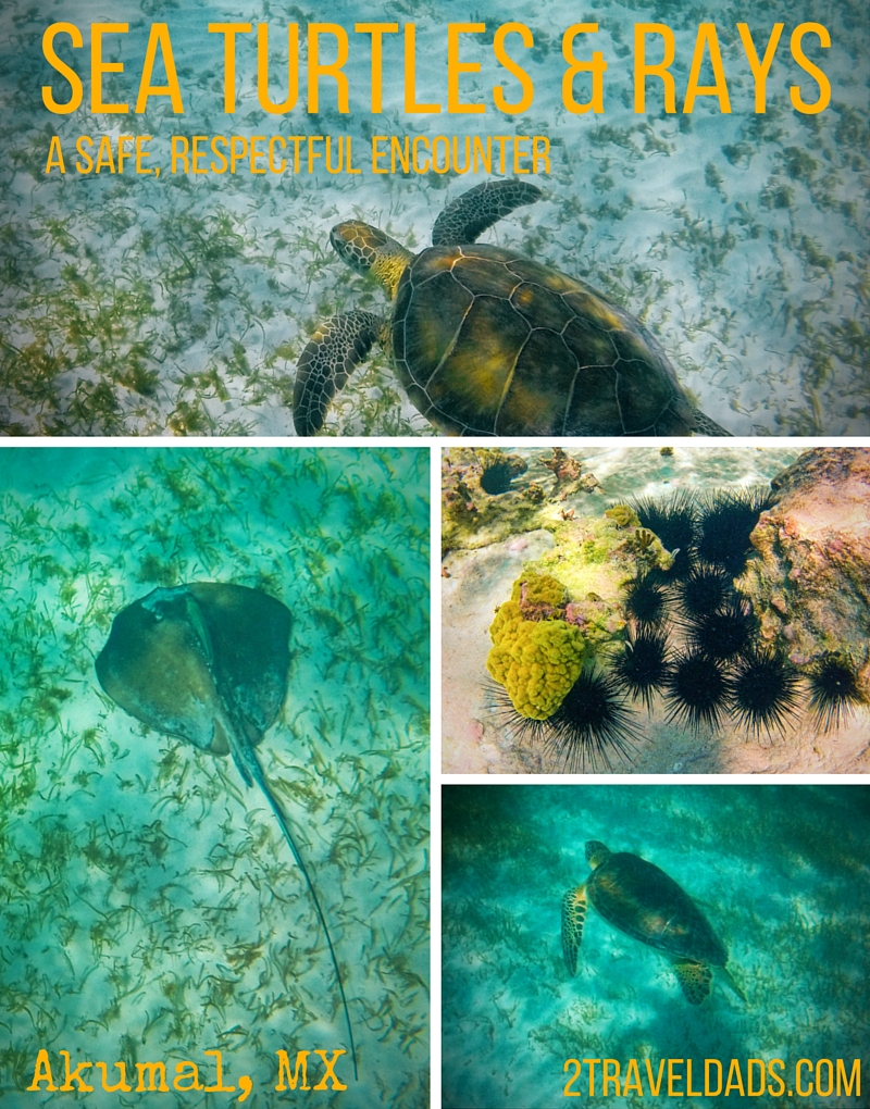 Swimming with Sea Turtles in Akumal, Yucatan, Mexico