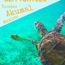 Swimming with sea turtles in Akumal Bay, between Playa del Carmen and Cancun, is an amazing encounter with nature, including coral reefs and stingrays. 2traveldads.com